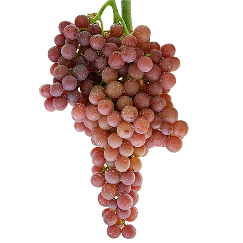 玻璃脆无核无籽 500g