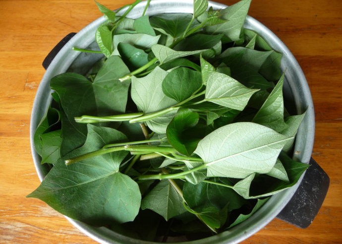 四川红苕尖 红薯尖地瓜叶新鲜现摘时令蔬菜